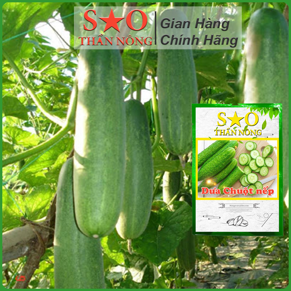 Hạt giống dưa chuột nếp cao sản - 3g-10 hạt