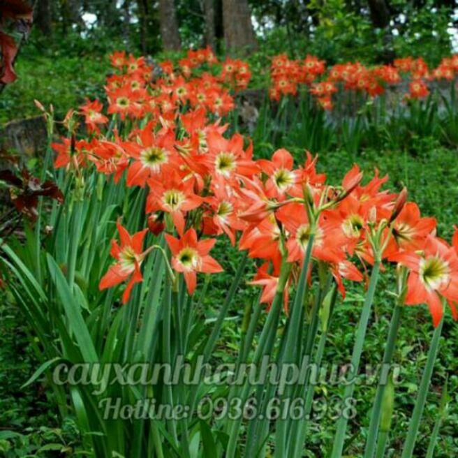 cây huệ lan cam.20 cây