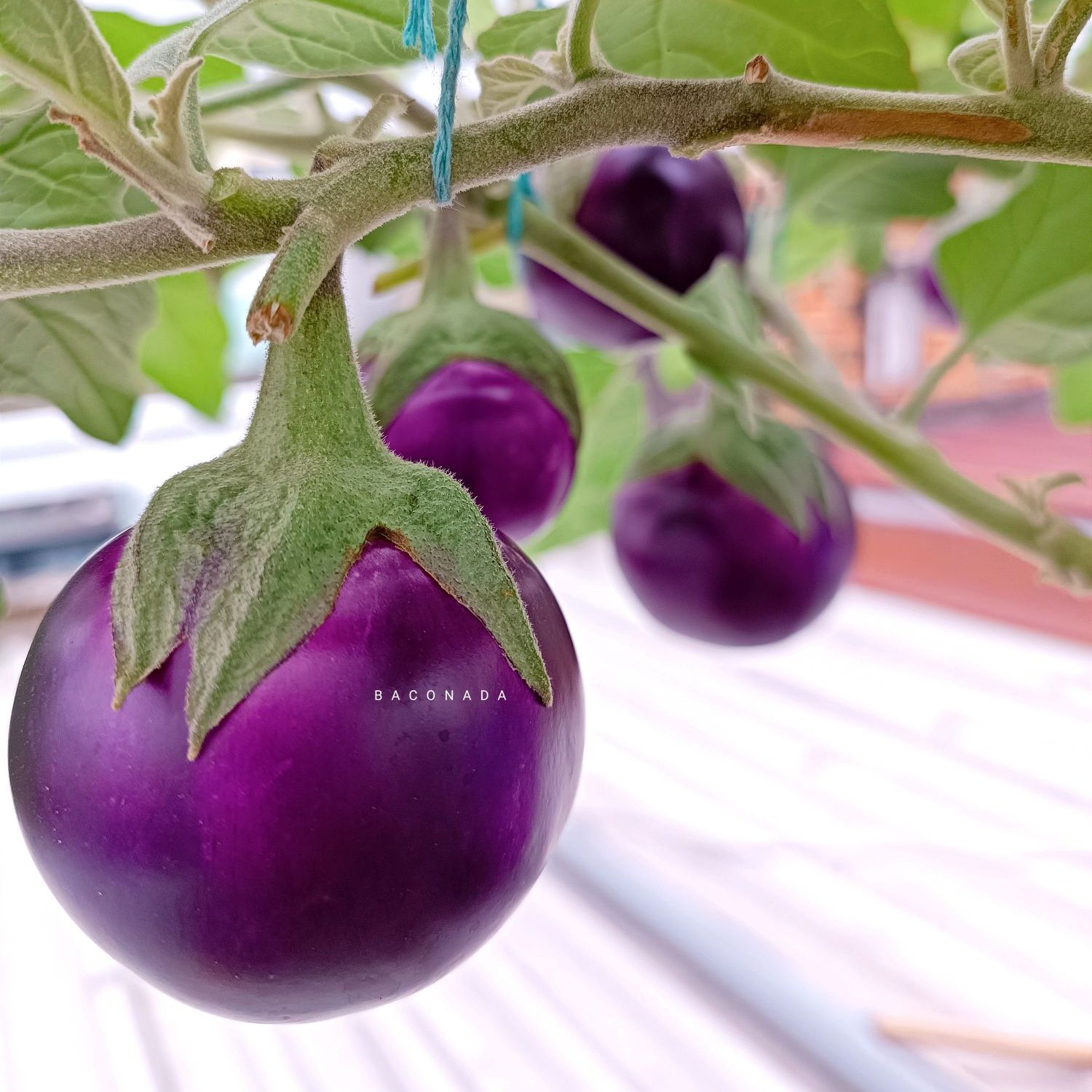 Hạt giống cà tím quả tròn