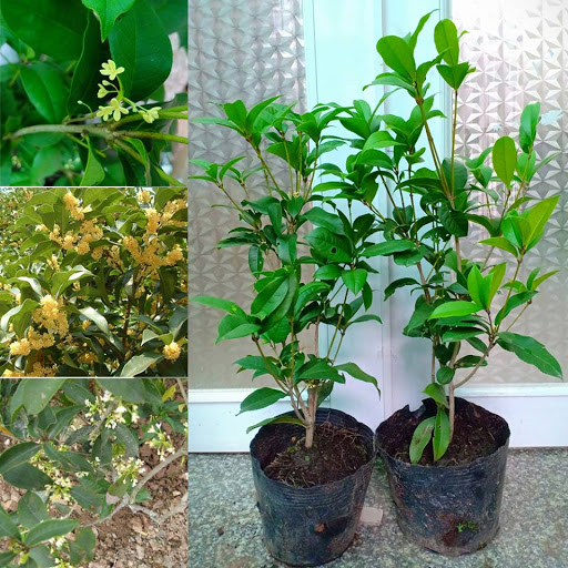 Cây mộc hương ta hoa vàng thơm ngát, cây phong thủy cây to khỏe cam kết mang đến sự hài lòng cho khách hàng