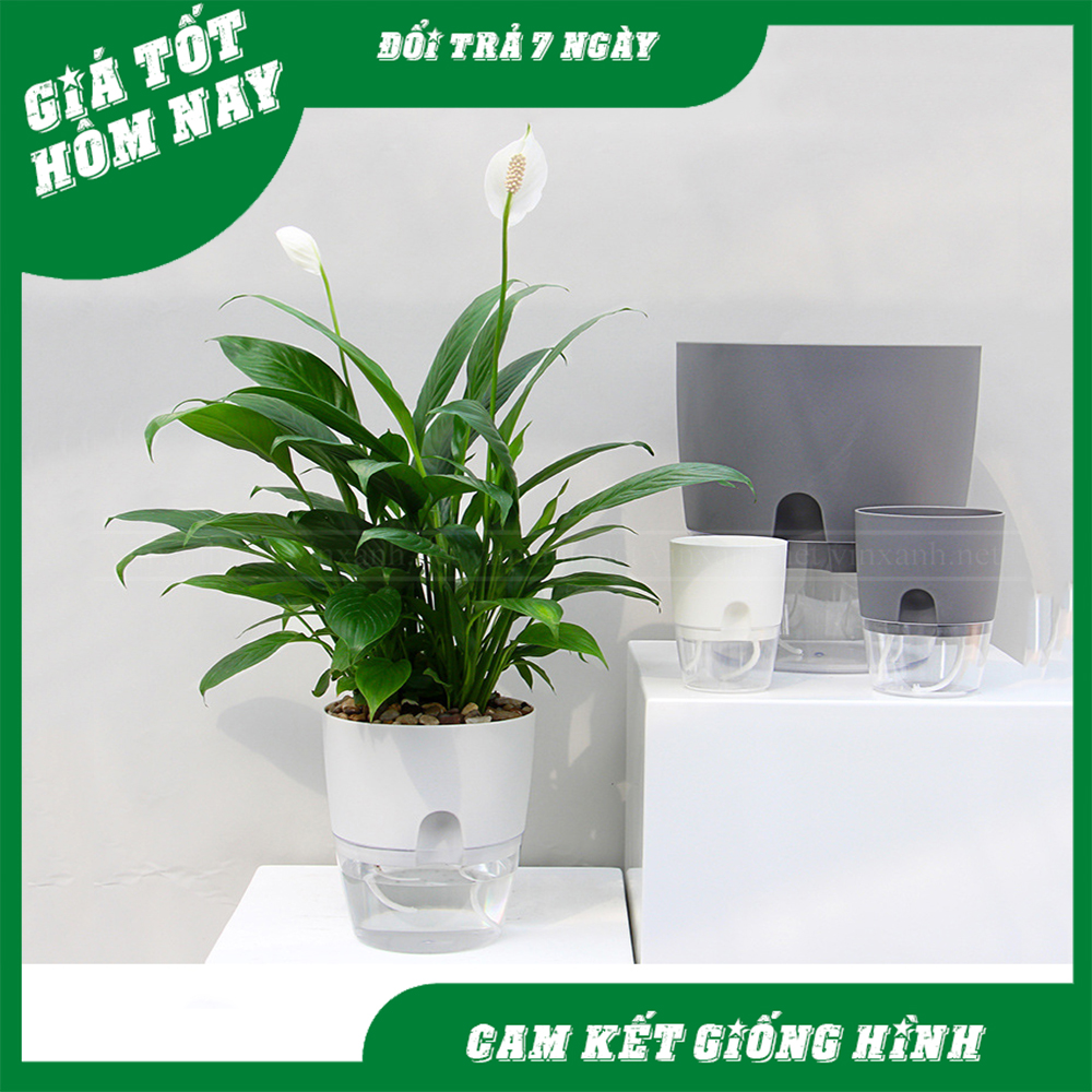 Chậu nhựa trồng cây TỰ DƯỠNG loại tròn trông suốt , chậu tự tưới thông minh, 7 - 30 ngày không cần tưới nước