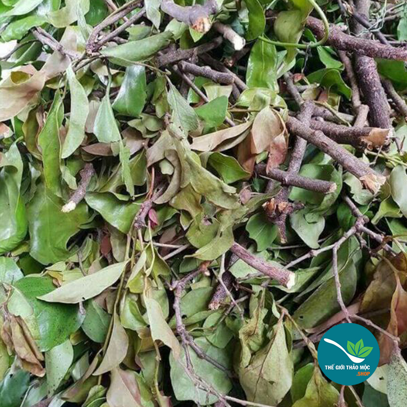 Cây tầm gửi gạo khô - tm238