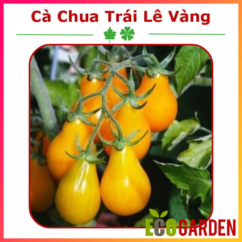 Hạt giống cà chua quả lê vàng