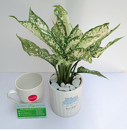 Cây Ngọc Ngân Để Bàn Phong Thủy Kèm Chậu Sứ