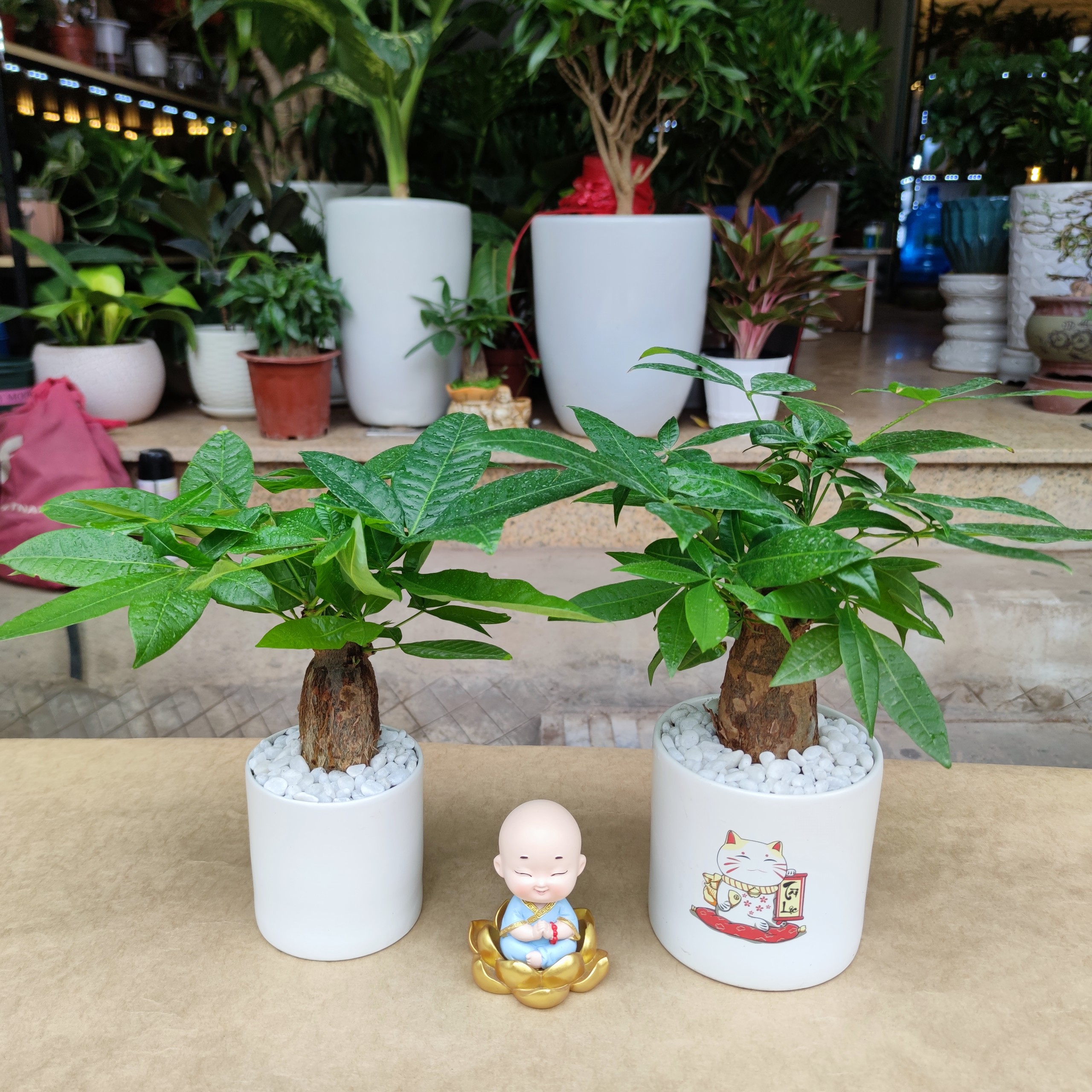 Cây kim ngân để bàn , đa dạng mẫu chậu ,cây phong thủy để bàn
