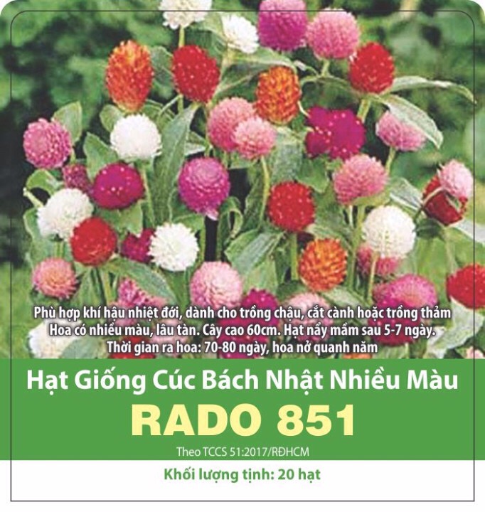 Hạt Giống Cúc Bạch Nhật Nhiều Màu