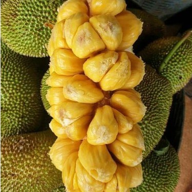 Cây giống mít tố nữ