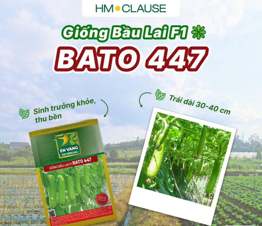 Hạt giống bầu sao lai F1 Bato 447 Én Vàng
