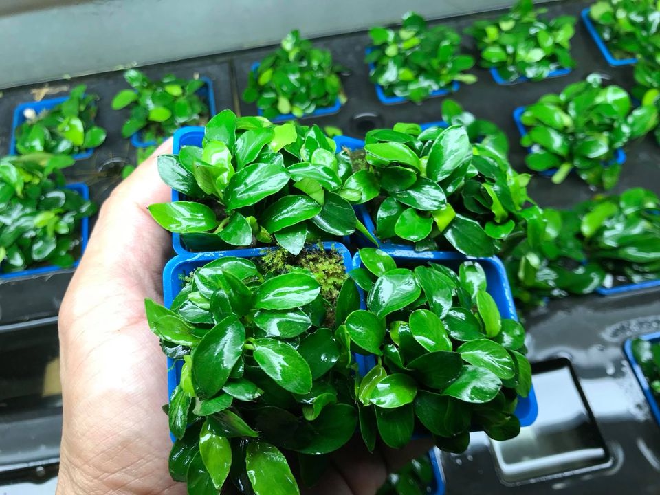 1 Chậu ráy Nana lá nhỏ