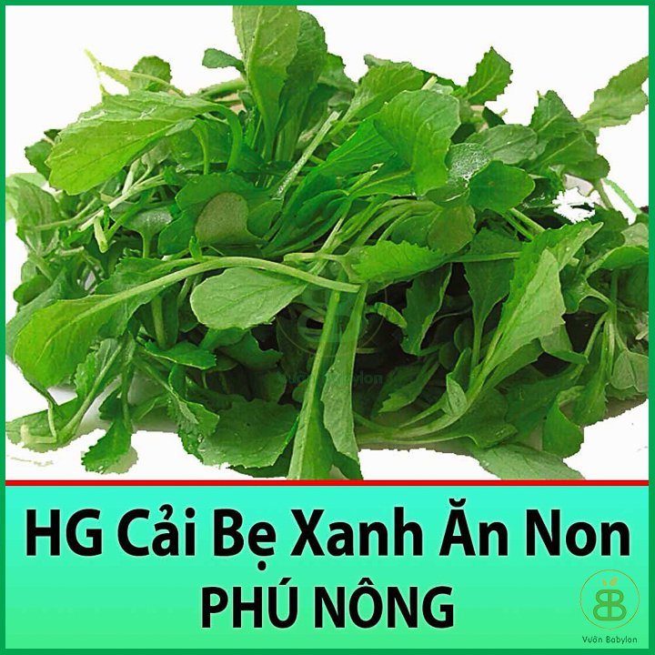 Hạt Giống Cải Bẹ Xanh Ăn Non 20GR Dễ Trồng, Nhanh Thu Hoạch