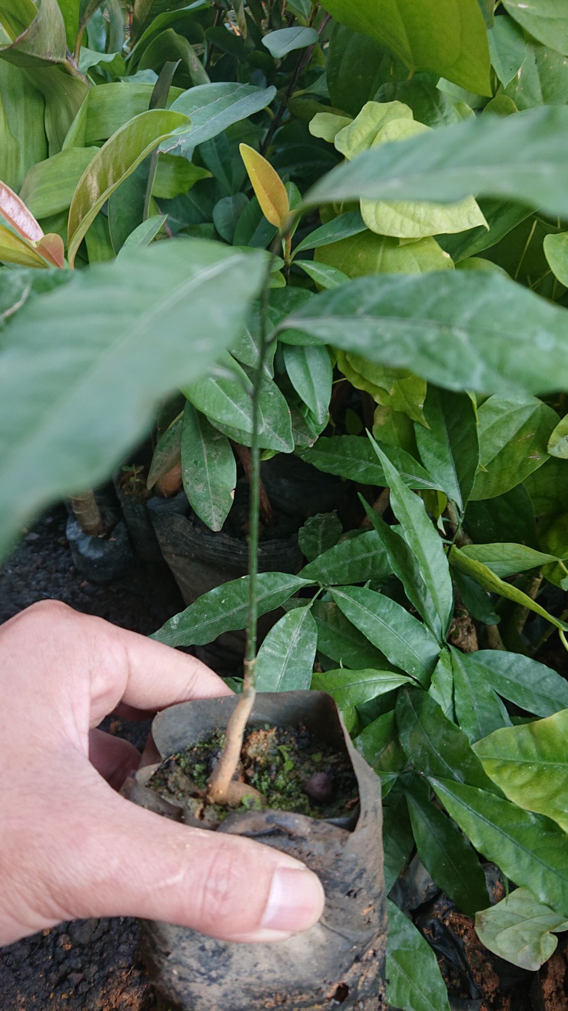 Cây rau ngót rừng ( rau sắng, mì chính )