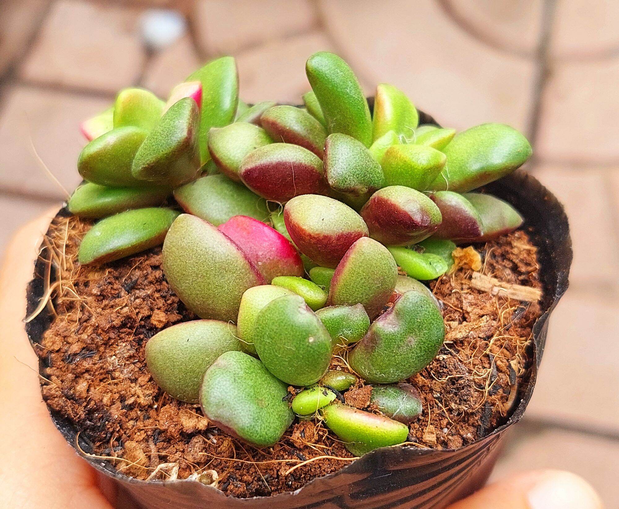 Sen đá hồng sao size bầu 5-6 cm