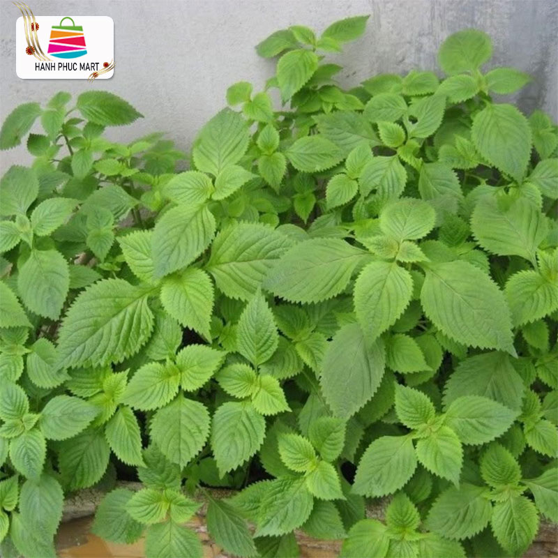 [ Tặng Heo Peppa Pig] Hạt giống Rau kinh giới phú nông - PhuNongSeeds