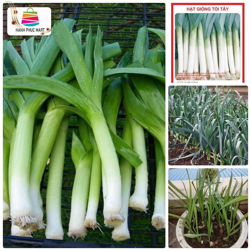 [ Tặng Heo Peppa Pig] Hạt giống Tỏi tây  Barô Hành phú nông - PhuNongSeeds