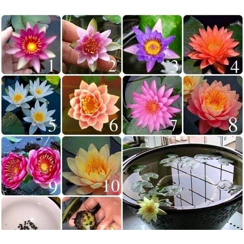 ]BỘ 20 Hạt giống hoa SúngTháiLan mini mix nhiều màu