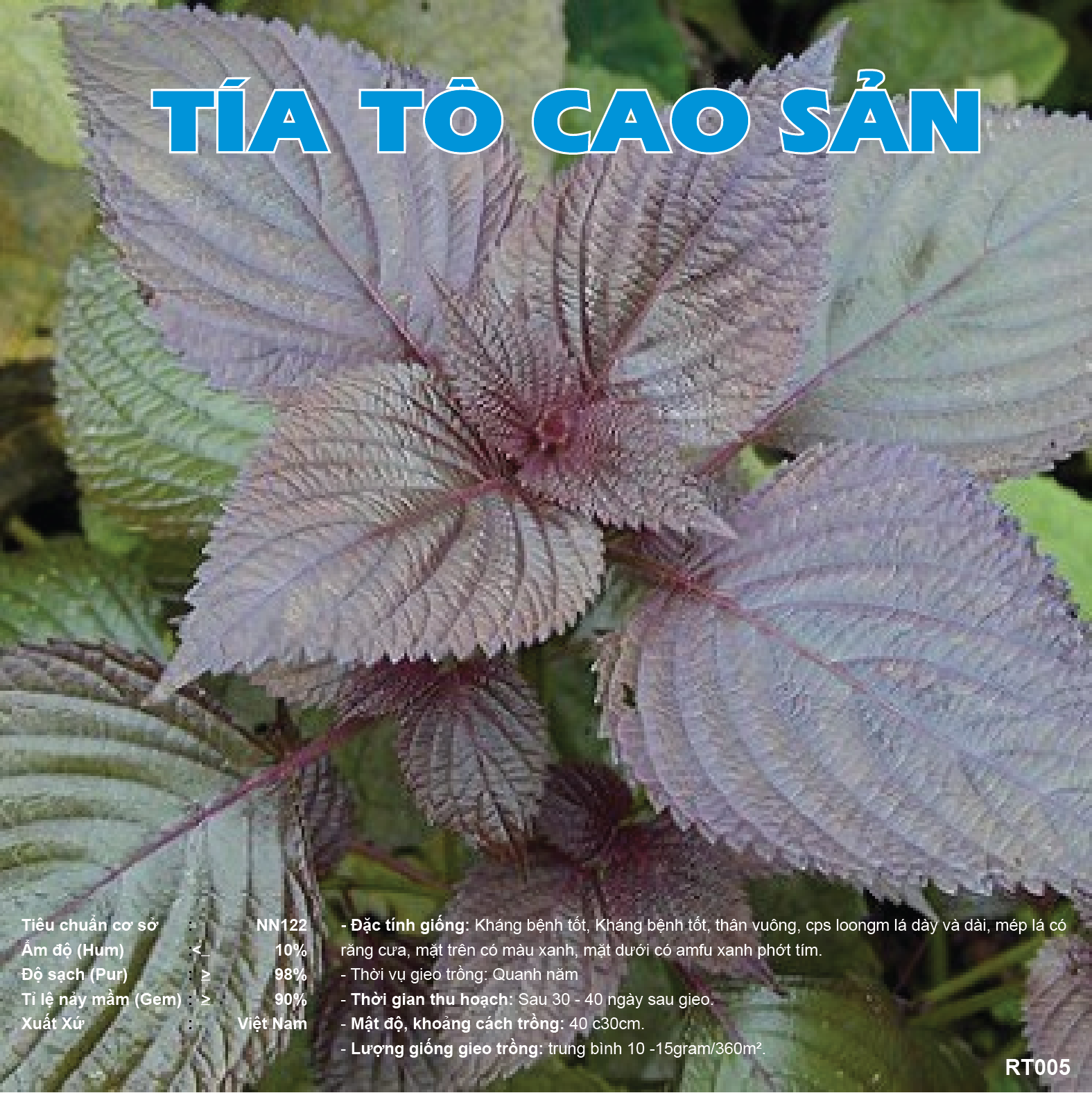 Hạt giống tía tô RT005, lá thơm, mướt đẹp, dễ trồng, dễ chăm sóc, cây khoẻ, năng suất cao