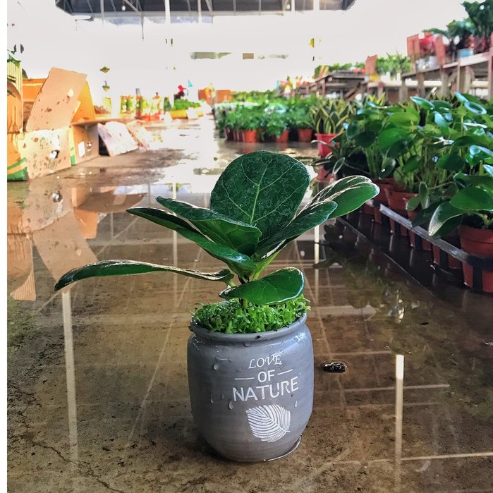 Cây bàng singapore mini cây cao 15-20cm sức sống khỏe dễ chăm sóc, giúp thư giãn giảm căng thẳng