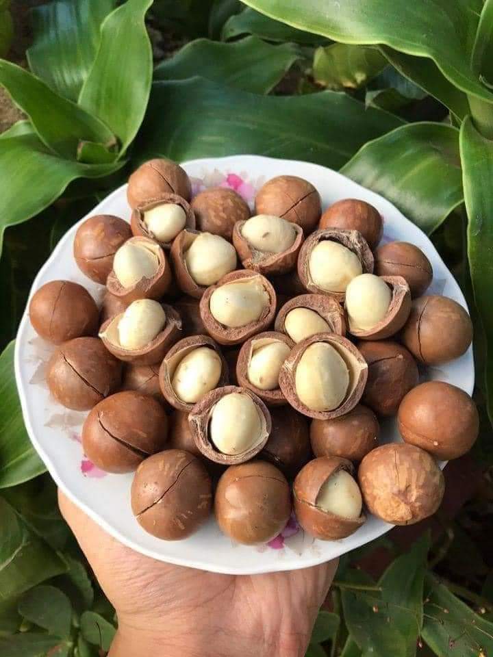 {tặng đồ tách hạt, mua 1kg giá chỉ 260k}Hạt macca, macca loại 1, macca Daklak ngon béo 500g, hạt macca dinh dưỡng, hạt macca tốt cho tim mạch, nữ hoàng các loại hạt, hạt macca chất lượng đây ạ!