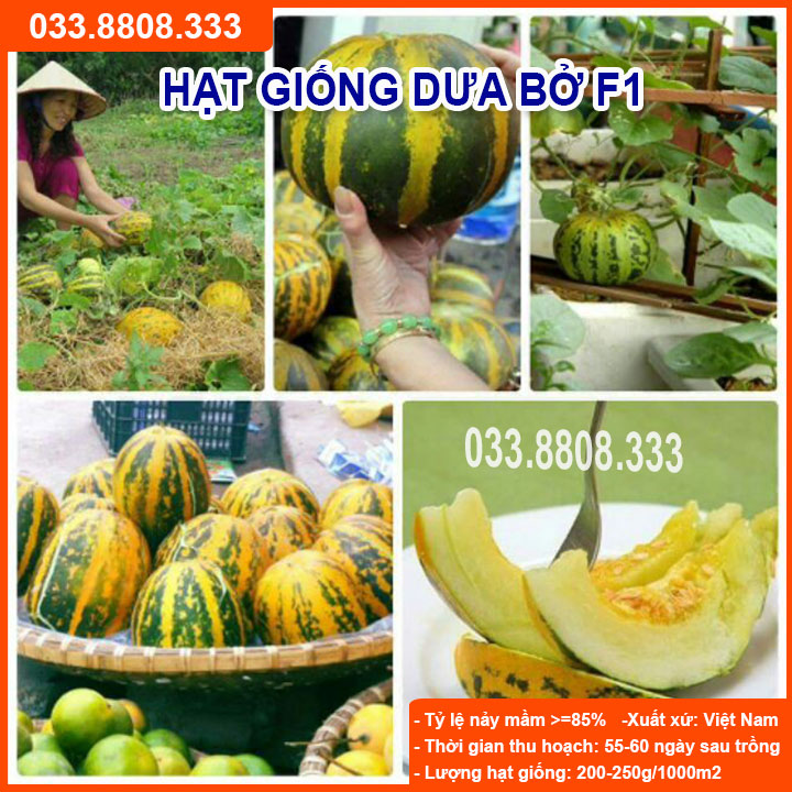 Hạt giống dưa bở - dưa dễ trồng tại nhà