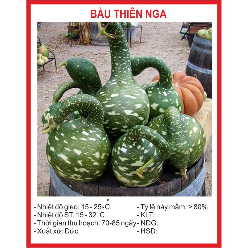 Hạt giống bầu thiên nga 5 hạt