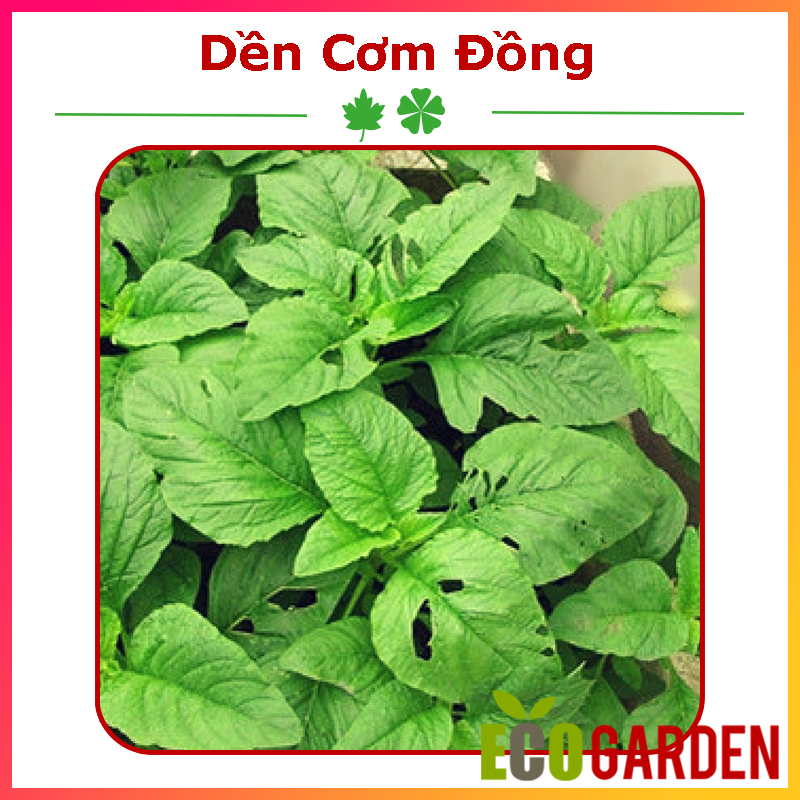 Hạt Giống Dền Cơm Đồng