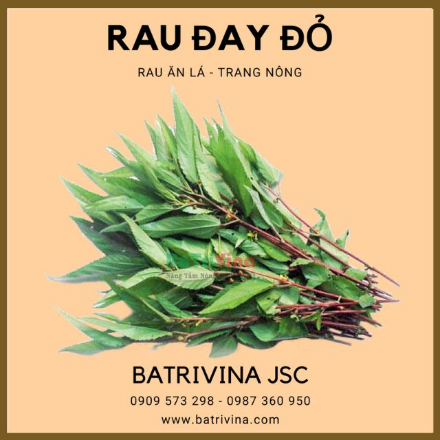 [HCM]Gói 20Gr Hạt Giống Rau Đay Đỏ Trang Nông