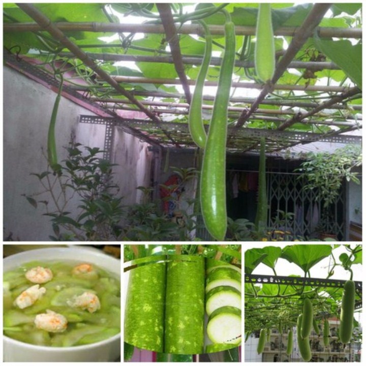 hạt giống bầu sao dài gói 10 hạt  mua từ 50k tặng 2 sản phẩm