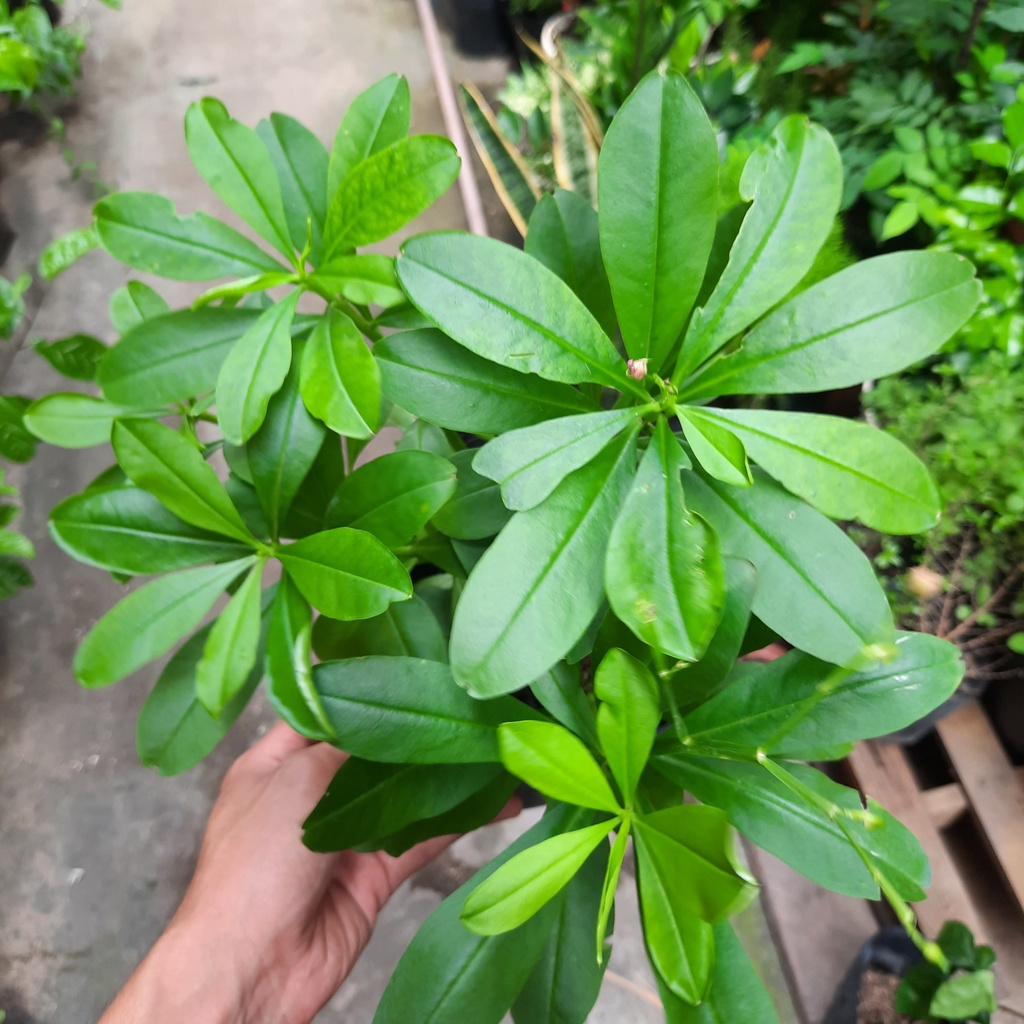 Hạt giống sâm đất - dễ trồng,thảo dược