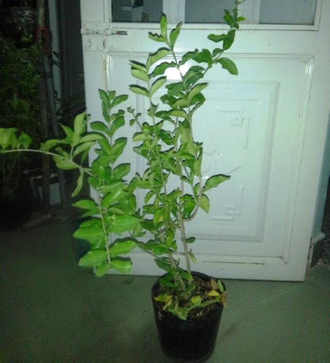 2 Cây sơ ri giống