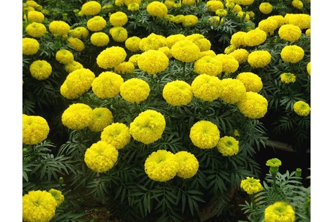 Hạt giống vạn thọ thái cao lỡ cổ lùn Cửu Long Asenta Sài Gòn