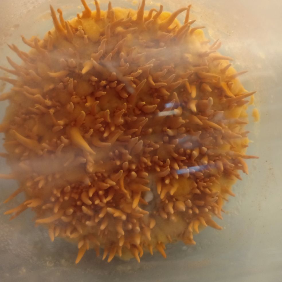 PHÔI NẤM ĐÔNG TRÙNG HẠ THẢO Cordyceps Militaris hơn 40 ngày tuổi