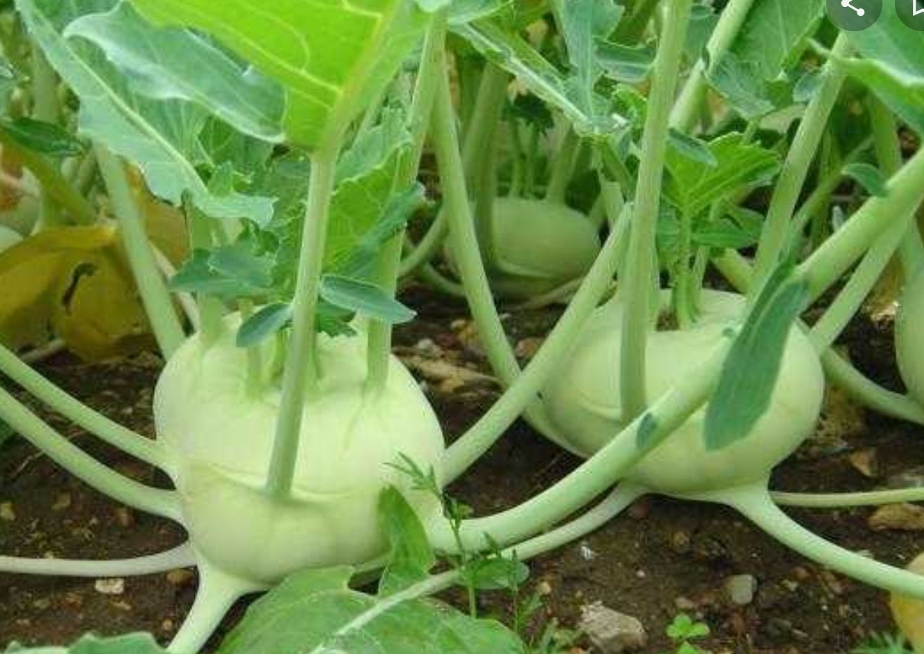 Hạt giống Su hào xanh - Kohlrabi Mai Vàng - 1gr