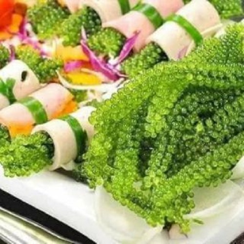 Rong biển (Nho biển) Nha Trang 100gr