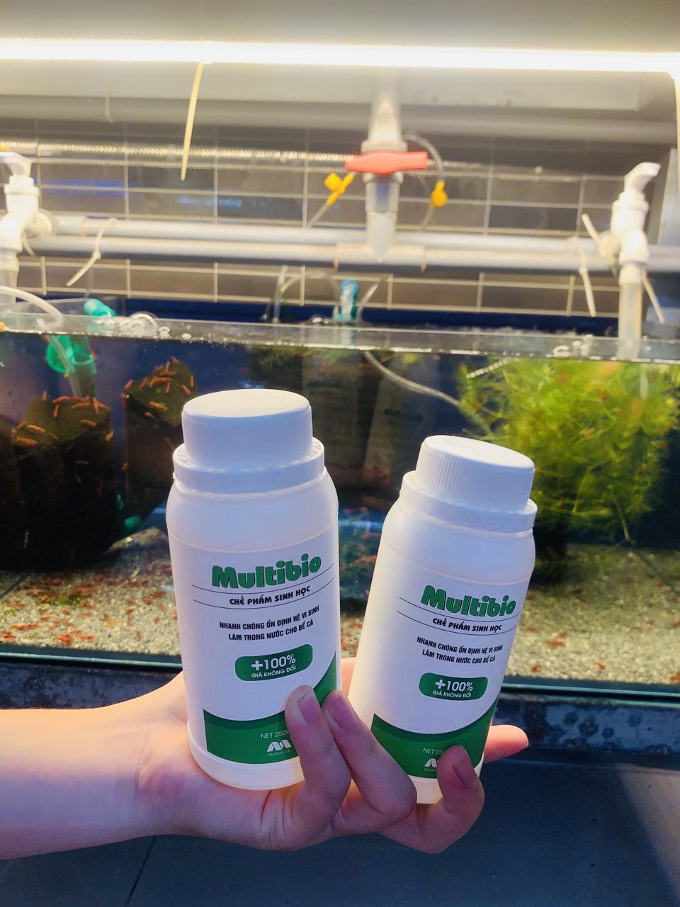 Vi sinh MultiBio giúp trong nước cho hồ cá cảnh, thủy sinh