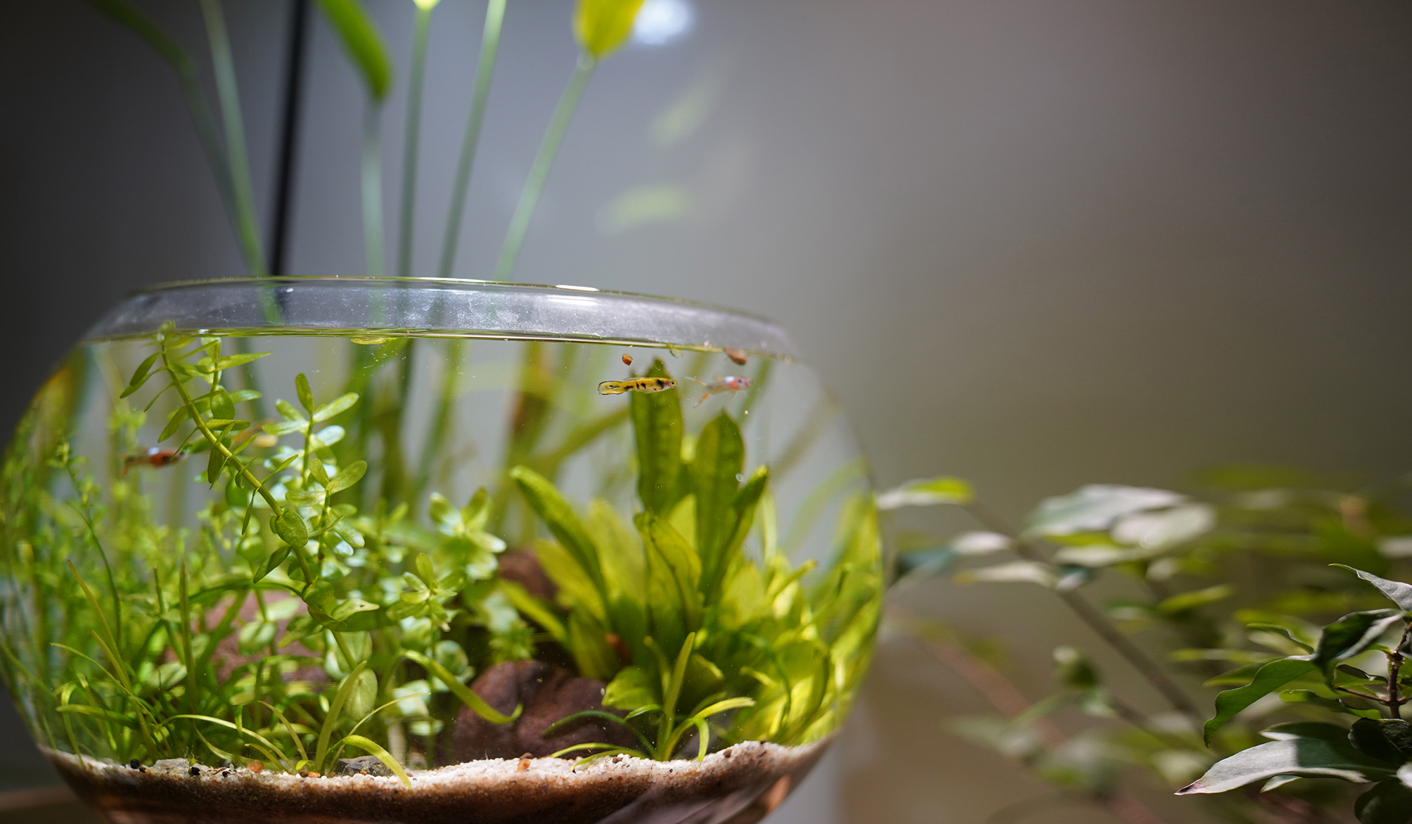 Combo bể thủy sinh mini để bàn dành cho người mới chơi - kèm video hướng dẫn chi tiết, dễ chơi dễ setup