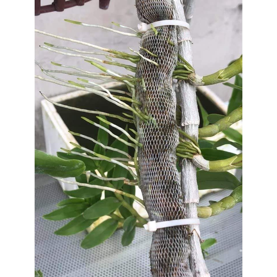 Phân dê cho lan đã qua xử lý - túi lưới 20cm tiện dụng