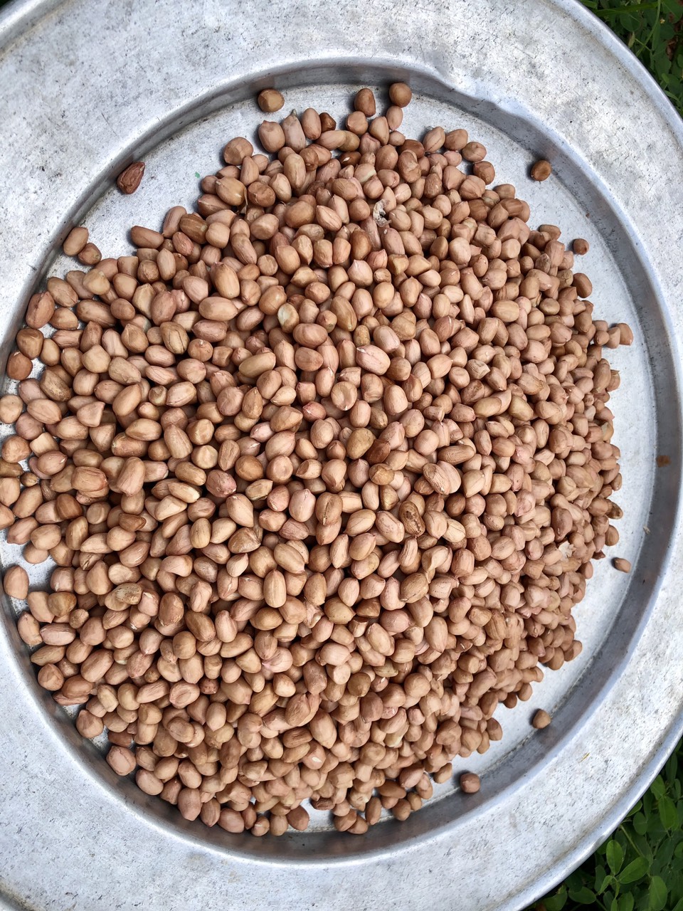 1kg Đậu phộng nhân sống (lạc) hạt to, đều, chắc hạt