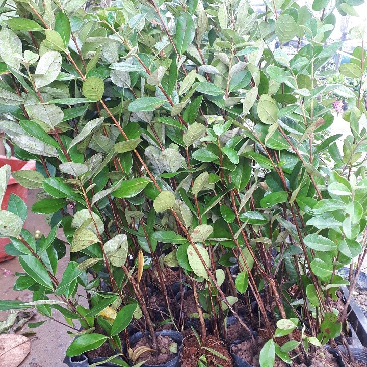 Cây ổi dứa khỏe đẹp giống chuẩn - 5564