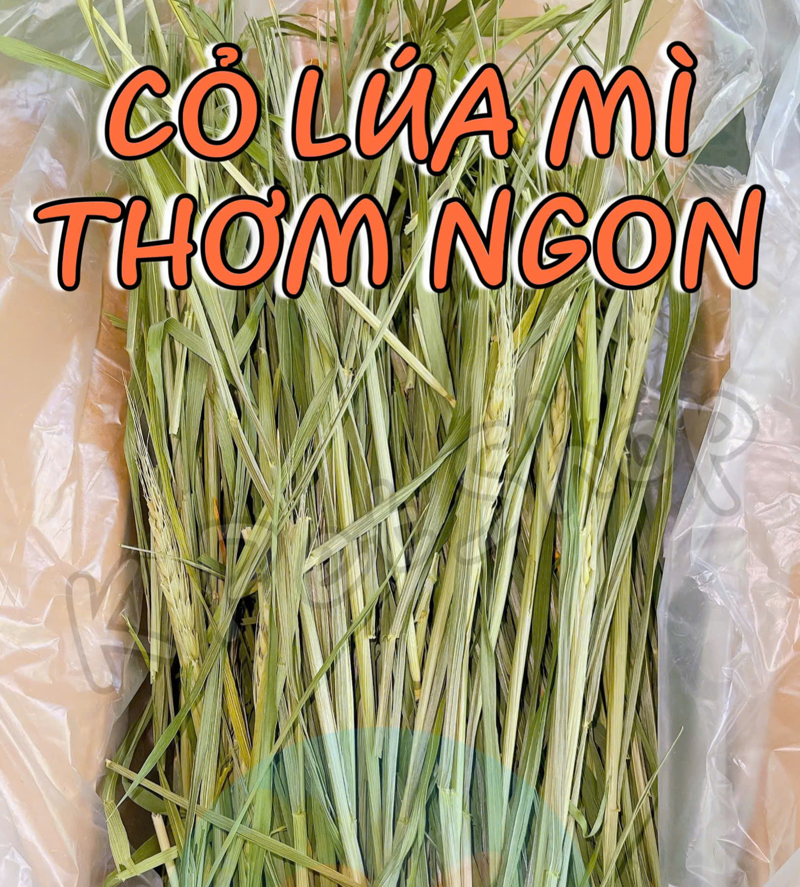Cỏ Lúa Mì Siêu Dinh Dưỡng Siêu Dinh Dưỡng Wheat Grass Thức Ăn Thỏ Bọ Sóc Chinchilla Gặm Nhắm