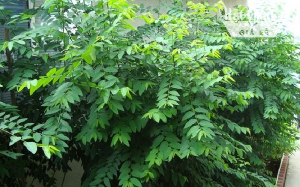 Hạt giống rau ngót lá nhỏ