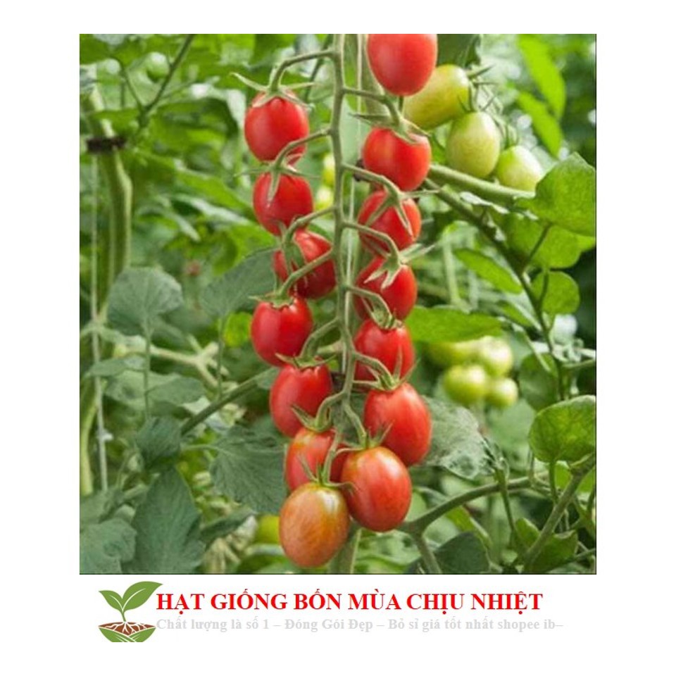 MA137 Gói 20 hạt giống cà chua chuỗi ngọc Hạt Giống Cà Chua Bi Chùm Đỏ Chuỗi Ngọc F1 Dễ Trồng Ăn Cực Ngon