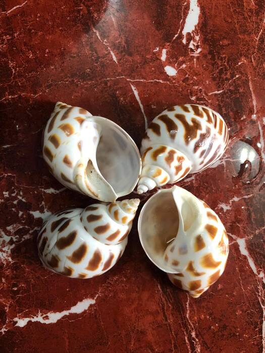 [S, M L] Quà Tặng Của Biển - Vỏ Ốc Biển - Vỏ Ốc Hương - Vỏ Ốc Mượn Hồn Đẹp - Giá Rẻ - Vỏ Ốc Biển Tự Nhiên