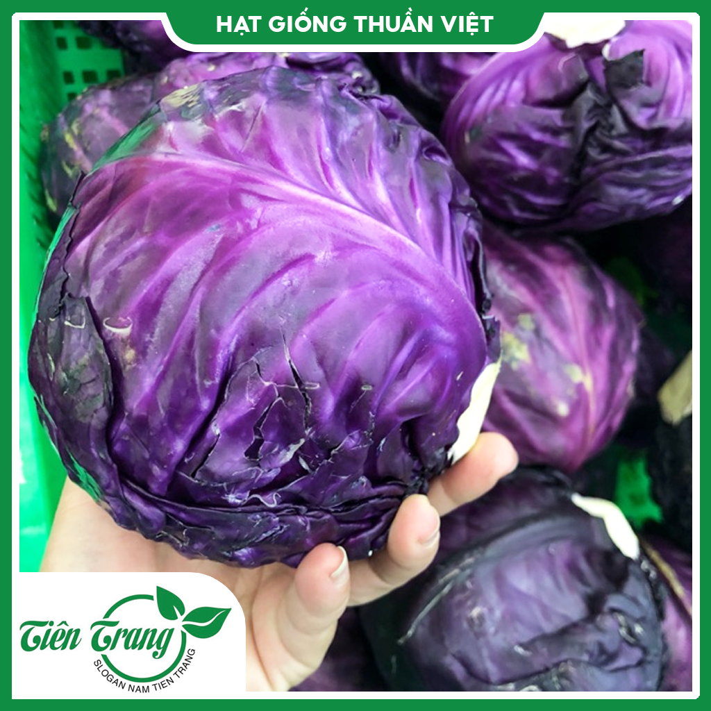 Hạt giống bắp cải xanh - bắp cải tím tn