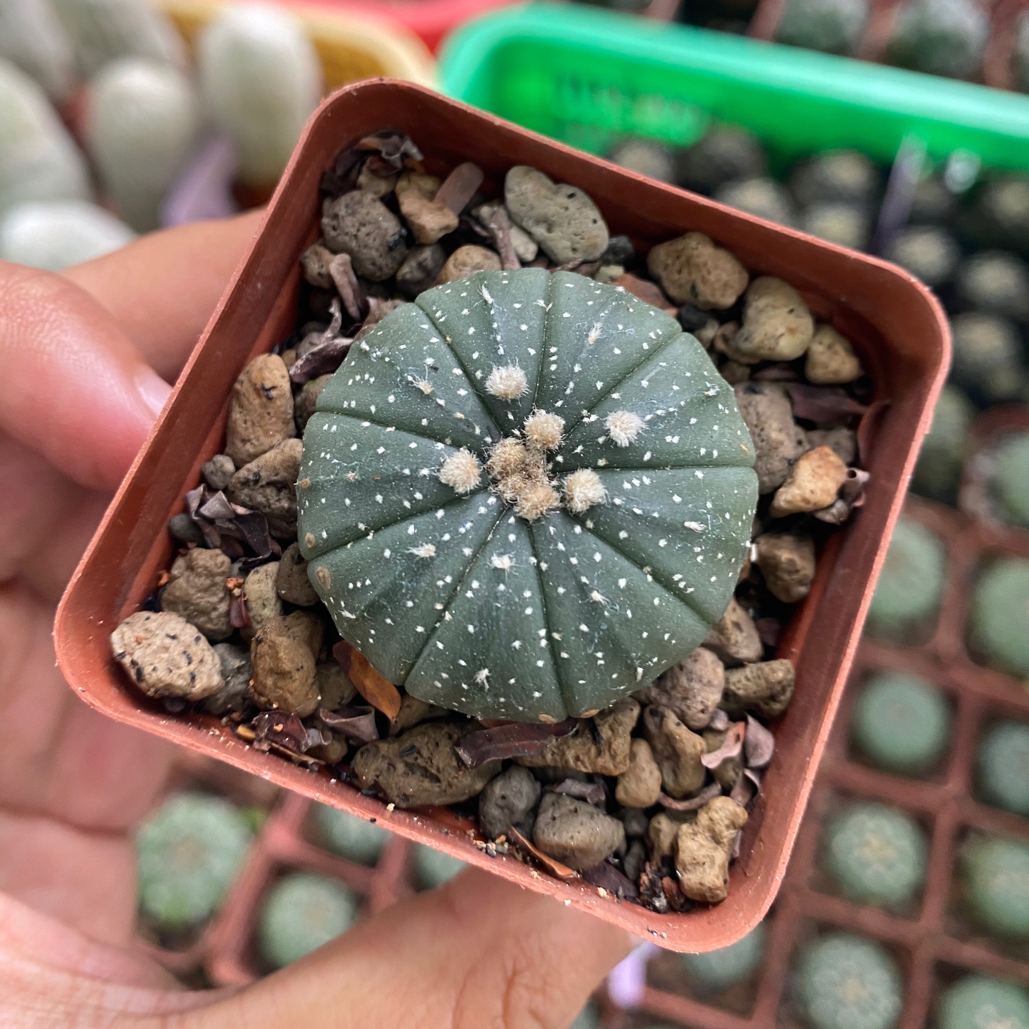 XƯƠNG RỒNG ASTER