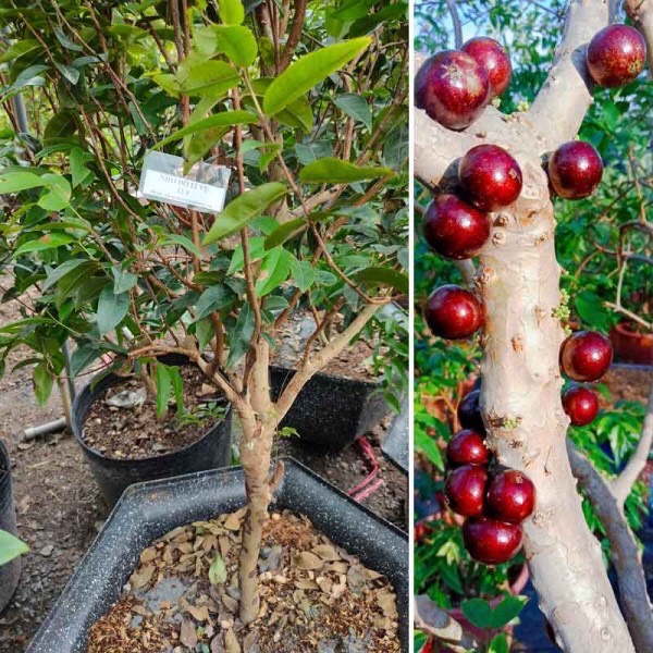 Cây nho thân gỗ 12 vụ ra trái quanh năm cao 40cm (ảnh thật số 2 -Gióng nho thân gỗ VIP nhất hiện nay)