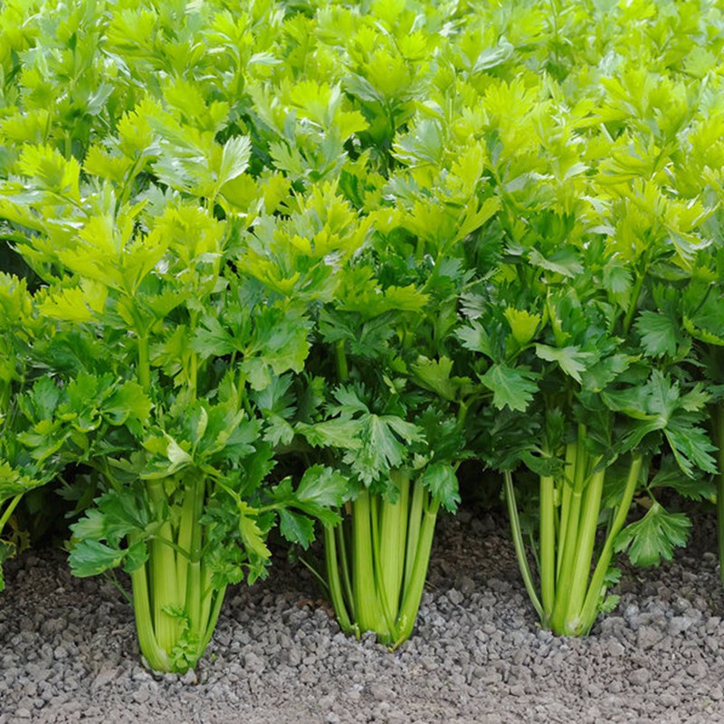 Hạt giống cần tây 5 gram