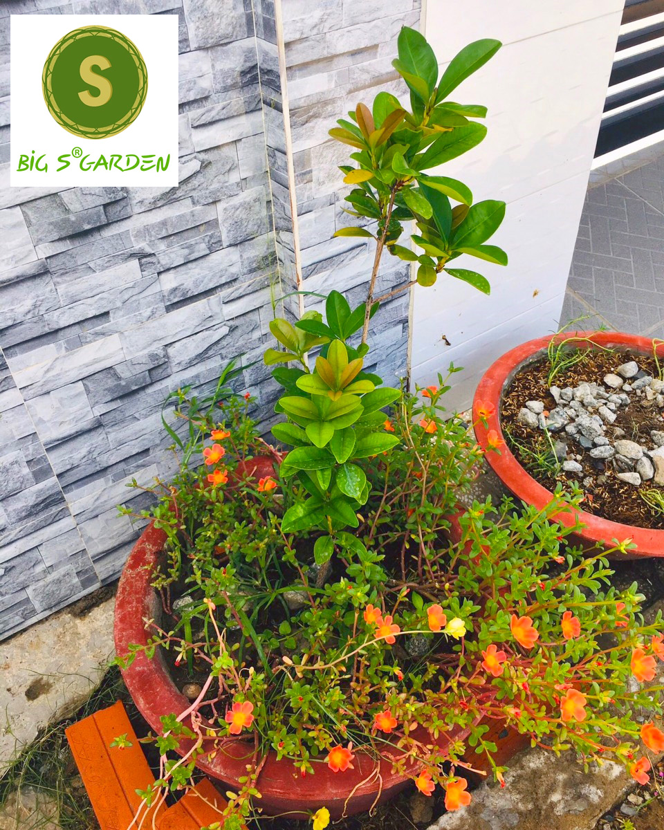 Cây Giống Cherry Brazil Chịu Nhiệt Loại Cao, Loại cao- Freeship 20k đơn từ 49k