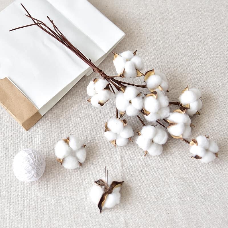 SET 5 CÀNH Hoa Bông Gòn Khô, Cành Bông Gòn 50cm (Trắng) - Quà Tặng Hoa Khô HuHa