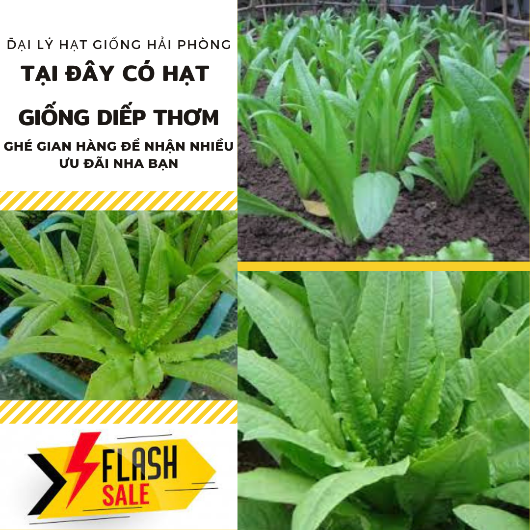⚡ hạt giống rau ⚡ gói 5 gram hạt giống rau diếp thơm