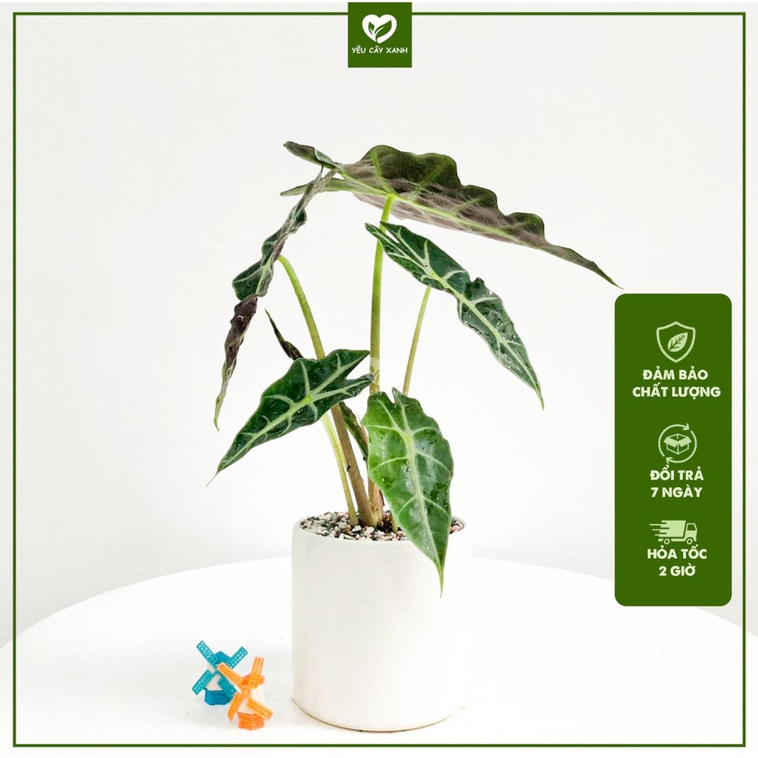 Chỉ giao hỏa tốc hcm, cây môn quan âm để bàn kèm chậu cây alocasia polly